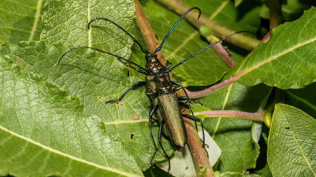 Cucujiformia Insects.at